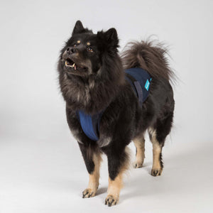 Harnais pour chien Cool on Track