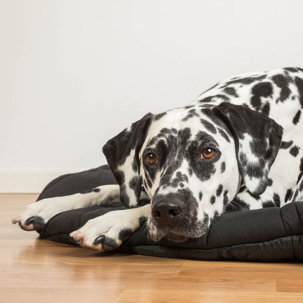 Matelas de voyage pour chien Back on Track