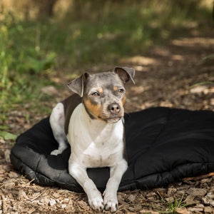 Utazó matrac kutyáknak Back on Track