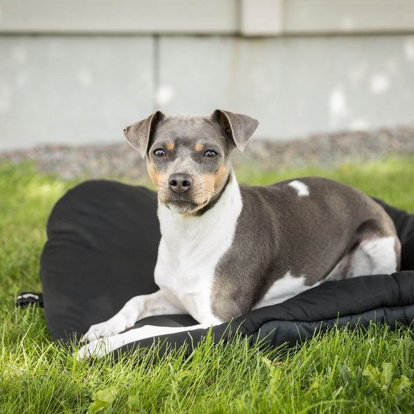 Matelas de voyage pour chien Back on Track