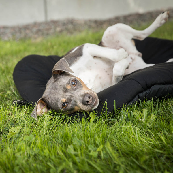 Matelas de voyage pour chien Back on Track