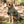 Manteau Filet pour Chien Queue Basse BAY Back on Track