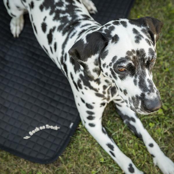 Matelas pour chien "Allround" Back on Track