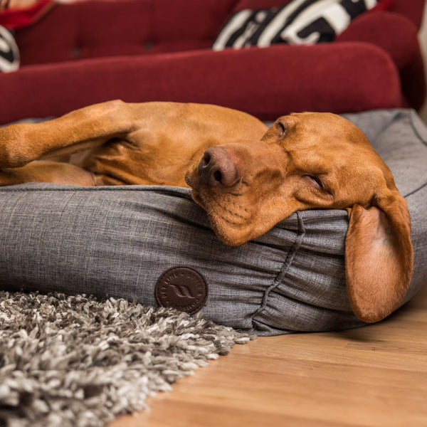 Korb für Hunde "Rocky" zurück auf der Strecke