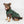 Manteau long pour chien 