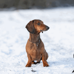 Collier chaîne réglable avec crochet SPRENGER - inox noir  2,0 mm