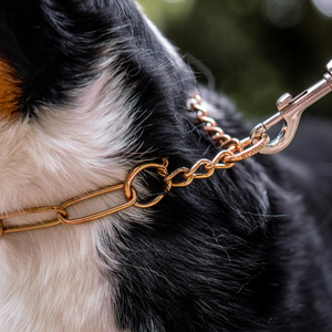 Collier chaîne Sprenger martingale à traction limitée Curogan 3 mm