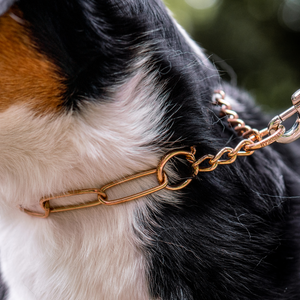 Collier chaîne martingale à traction limitée Sprenger Curogan 4 mm