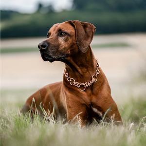 Collier chaîne Sprenger maillons moyens avec traction limitée Curogan 4 mm