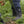 Bottes Muck Boot Muckmaster Mid portees au potager