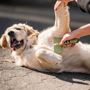 Brosse démêlante douce Safari pour chien