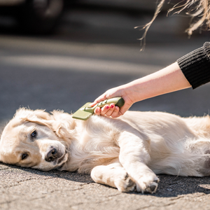Brosse démêlante douce Safari pour chien