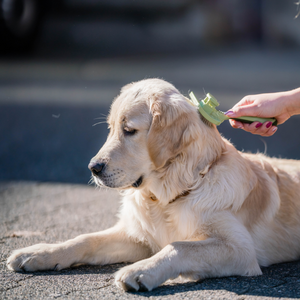 Brosse démêlante autonettoyante Safari pour chien