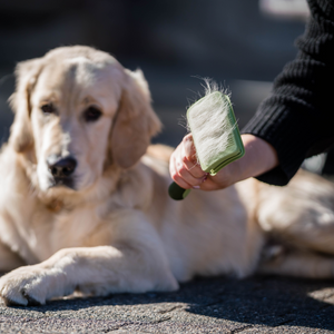Brosse démêlante autonettoyante Safari pour chien
