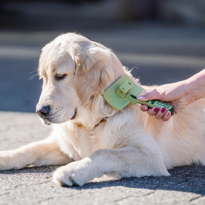 Brosse démêlante autonettoyante Safari pour chien