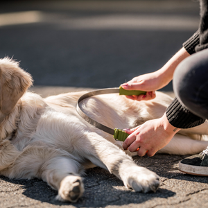 Lame double face anti-mue Safari pour chien
