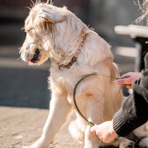 Lame double face anti-mue Safari pour chien