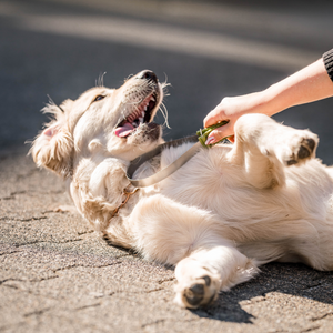 Lame double face anti-mue Safari pour chien