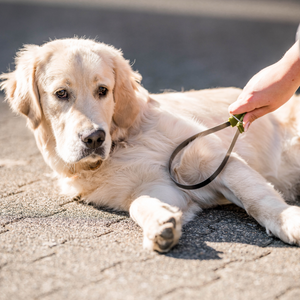 Lame double face anti-mue Safari pour chien