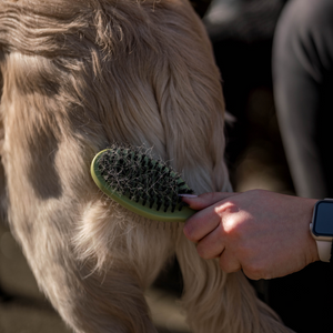 Brosse combinée picots et poils Safari pour chien