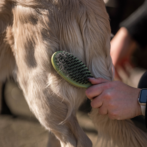 Brosse combinée picots et poils Safari pour chien