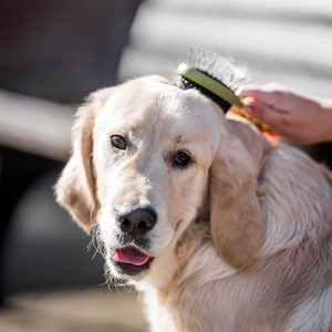 Brosse combinée picots et poils Safari pour chien