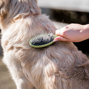 Brosse combinée picots et poils Safari pour chien