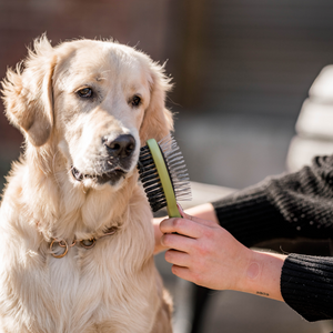 Brosse combinée picots et poils Safari pour chien