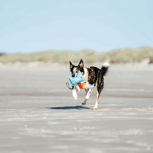 Pernă de joacă pentru câini Sprenger