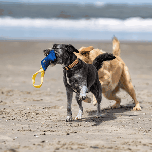 Jouet d'entrainement doux pour chien Sprenger