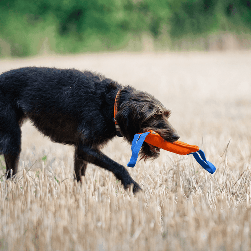 Pudding for dogs Sprenger