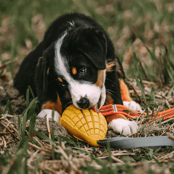 Jouet pour chien Mangue de Sprenger