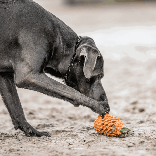 Play ring Sprenger for dog