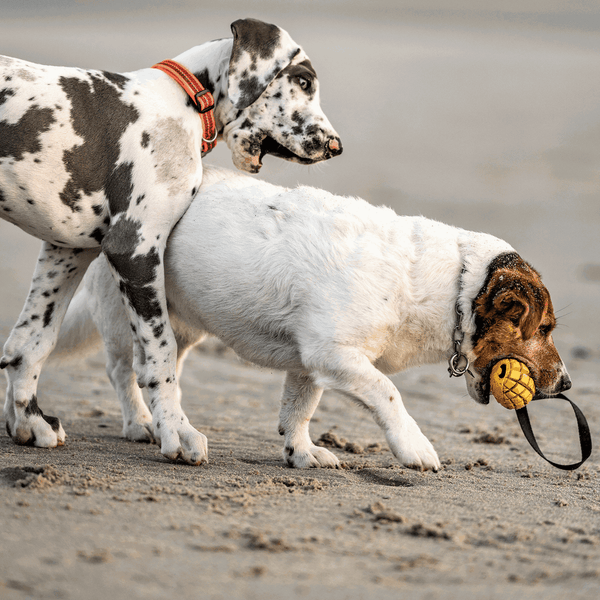 Jouet pour chien Mangue de Sprenger