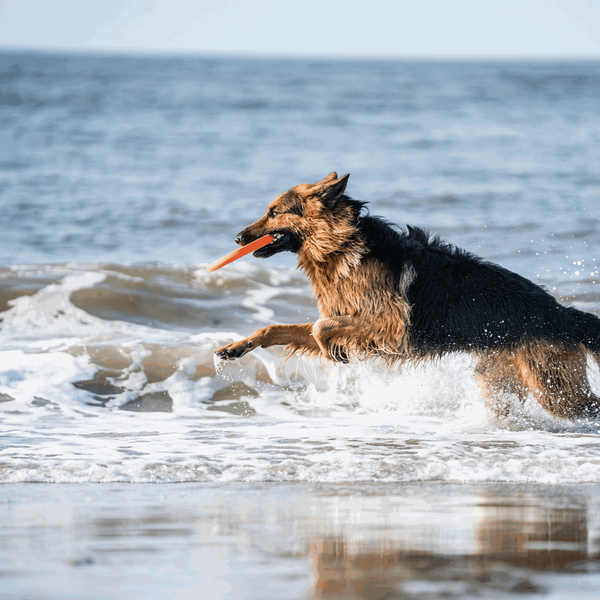 Frisbee Sprenger pour chien