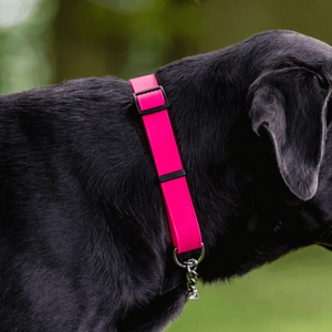 Adjustable Martingale Dog Collar in Biothane® Sprenger