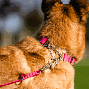 Adjustable Martingale Dog Collar in Biothane® Sprenger