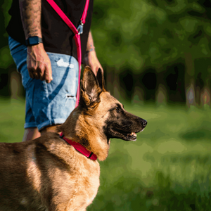 Adjustable Martingale Dog Collar in Biothane® Sprenger