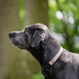 Κολάρο για σκύλους Martingale Ρυθμιζόμενο σε Biothane® Sprenger