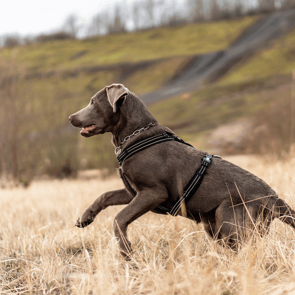 Harnais en Y pour chien Sprenger 2.0