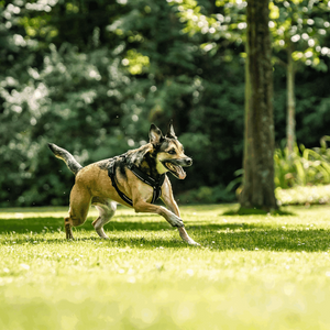 Ham în Y pentru câine Sprenger 2.0