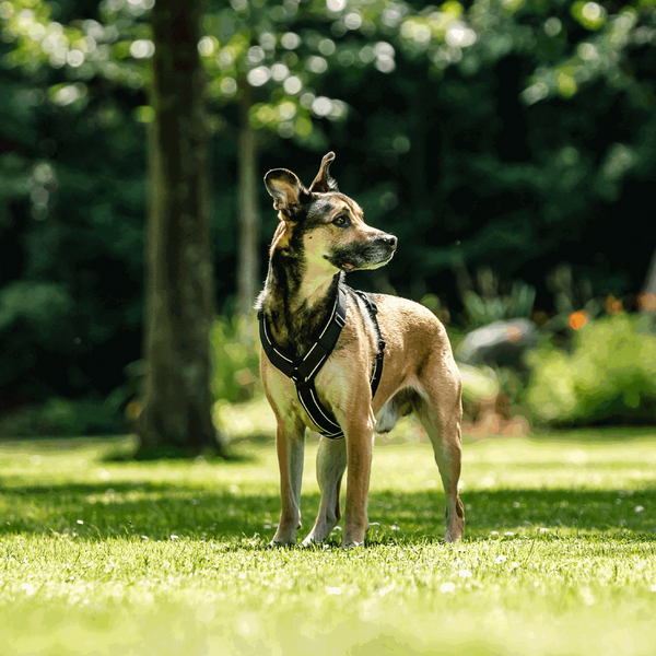 Harnais en Y pour chien Sprenger 2.0