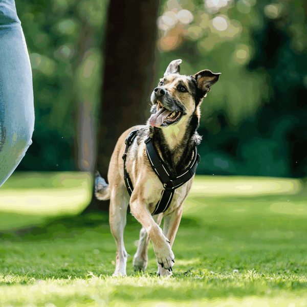 Harnais en Y pour chien Sprenger 2.0