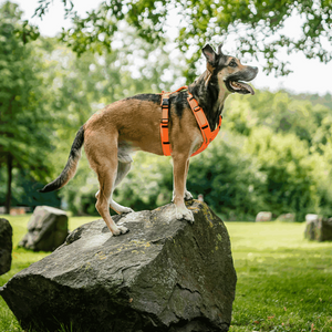 Imbracatura a Y per cane Sprenger 2.0