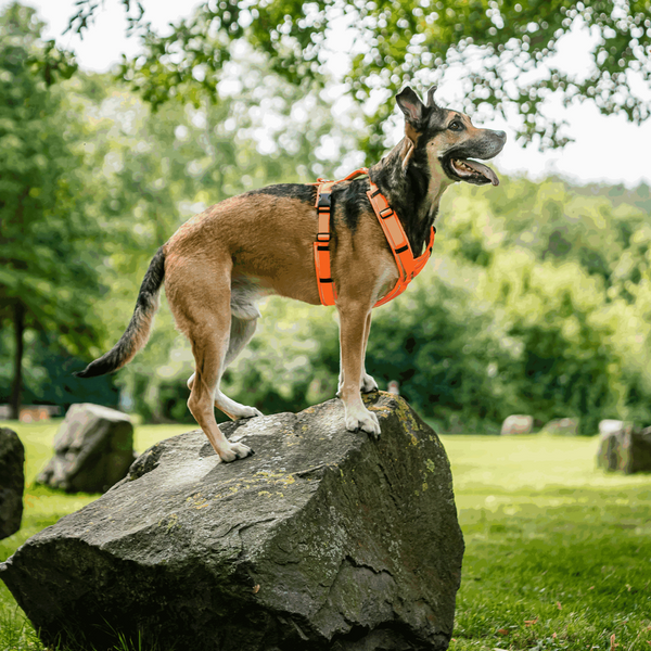 Harnais en Y pour chien Sprenger 2.0