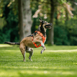 Imbracatura a Y per cane Sprenger 2.0