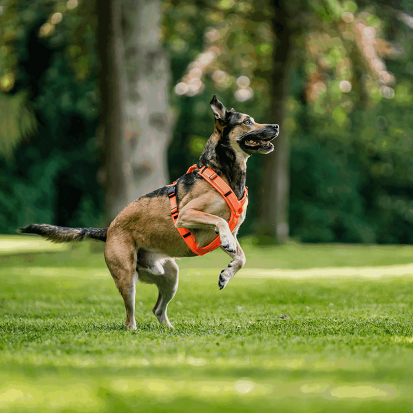 Y-Geschirr für Hunde <tc>Sprenger</tc> 2.0