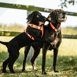 Imbracatura a Y per cane Sprenger 2.0