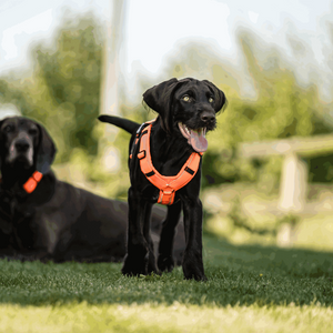 Imbracatura a Y per cane Sprenger 2.0