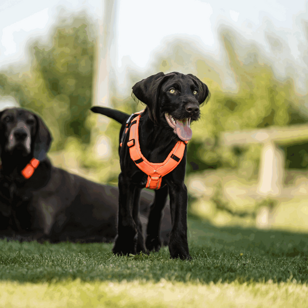 Harnais en Y pour chien Sprenger 2.0